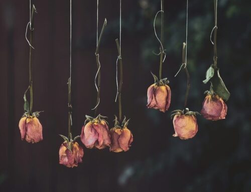 Lufttorkning eller kiselgel? Så bevarar du snittblommornas form och färg